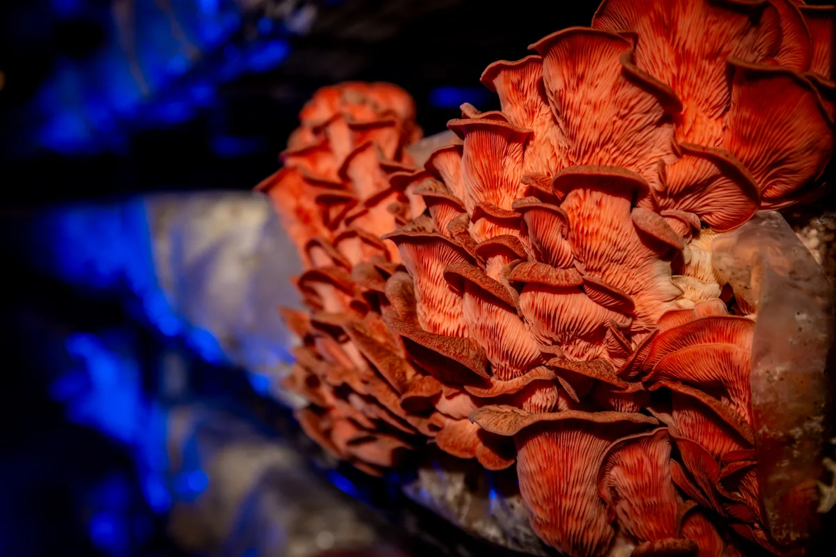 Ein ausgewachsener Rosenseitling mit einer wunderbaren rötlichen Farbe.